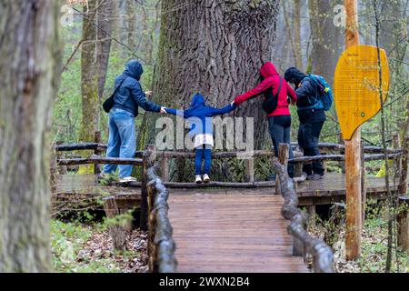 01 avril 2024, Thuringe, Schönstedt : les visiteurs tentent d'embrasser un chêne vieux de 350 ans d'une circonférence de 5,70 mètres dans le parc national de Hainich. La saison principale sur le sentier de la cime des arbres commence aujourd'hui. Photo : Michael Reichel/dpa Banque D'Images