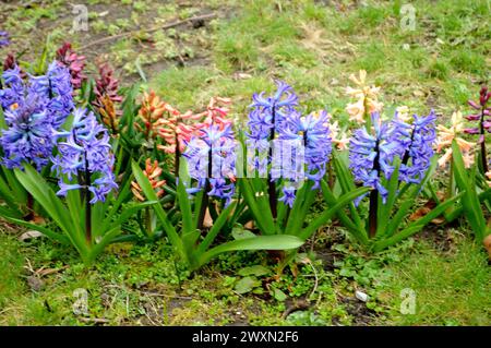 Kastrup/Copenhague/ Danemark/01 avril 2024/Hyacinthus fleurit dans la nature à Kastrup Copenhague.. (Photo.Francis Joseph Dean/Dean Pictures) Banque D'Images