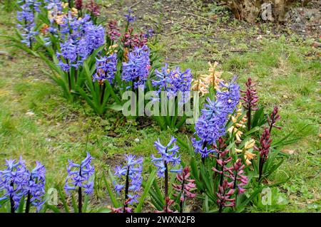 Kastrup/Copenhague/ Danemark/01 avril 2024/Hyacinthus fleurit dans la nature à Kastrup Copenhague.. (Photo.Francis Joseph Dean/Dean Pictures) Banque D'Images