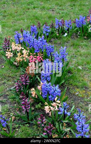 Kastrup/Copenhague/ Danemark/01 avril 2024/Hyacinthus fleurit dans la nature à Kastrup Copenhague.. (Photo.Francis Joseph Dean/Dean Pictures) Banque D'Images