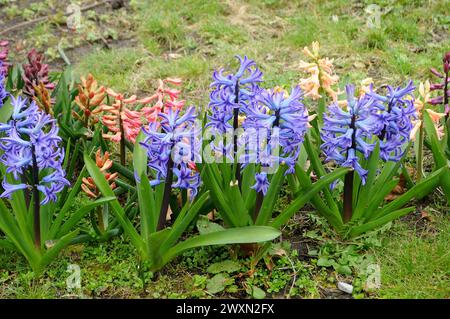 Kastrup/Copenhague/ Danemark/01 avril 2024/Hyacinthus fleurit dans la nature à Kastrup Copenhague.. (Photo.Francis Joseph Dean/Dean Pictures) Banque D'Images