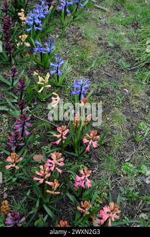 Kastrup/Copenhague/ Danemark/01 avril 2024/Hyacinthus fleurit dans la nature à Kastrup Copenhague.. (Photo.Francis Joseph Dean/Dean Pictures) Banque D'Images