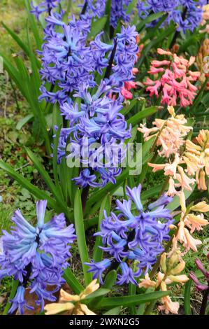 Kastrup/Copenhague/ Danemark/01 avril 2024/Hyacinthus fleurit dans la nature à Kastrup Copenhague.. (Photo.Francis Joseph Dean/Dean Pictures) Banque D'Images