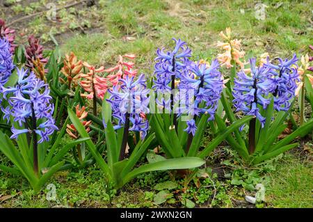 Kastrup/Copenhague/ Danemark/01 avril 2024/Hyacinthus fleurit dans la nature à Kastrup Copenhague.. (Photo.Francis Joseph Dean/Dean Pictures) Banque D'Images