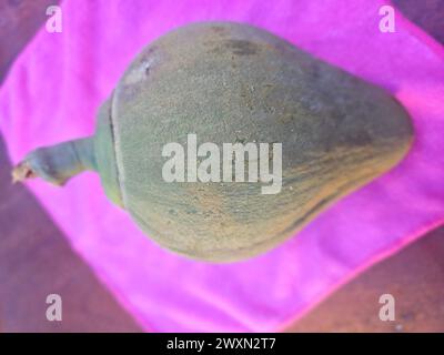 Mamey sapote (Pouteria sapota) de la forêt tropicale péruvienne Banque D'Images