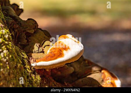 Gros plan de tronc d'arbre moussue avec sabot ou champignon d'étain, fond flou, également connu sous le nom de Fomes Fomentarius, couleurs brunes et blanches, forêt dans le sud de l Banque D'Images