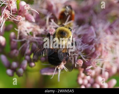 Un bourdon sur une fleur collectant le nectar Banque D'Images