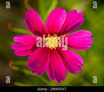 Une fleur de cosmos violette vibrante sur un fond vert Banque D'Images