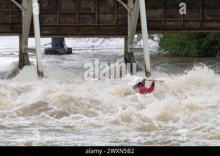 Maidenhead, Berkshire, Royaume-Uni. 1er avril 2024. Les accros à l'adrénaline étaient sortis en kayak sur la Tamise aujourd'hui à Boulter's Weir à Maidenhead, Berkshire. Thames Water a rejeté des eaux usées le long de nombreuses parties de la Tamise au cours des derniers jours, ce qui signifie que ceux qui utilisent la Tamise à des fins de loisirs pourraient mettre leur santé en danger. Le kayak est maintenant une catégorie sportive olympique. Crédit : Maureen McLean/Alamy Live News Banque D'Images