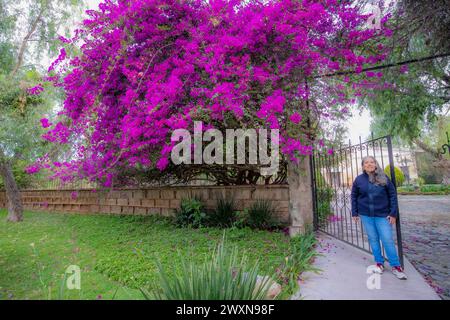 Entrée à l'hacienda avec d'énormes bougainvilliers violets, femme latino-américaine mature souriante debout à côté de la porte en fer forgé, regardant la caméra, décontracté Banque D'Images