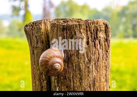 Souche d'arbre avec un escargot de terre attaché à l'écorce avec fond vert clair brillant flou, mollusque gastéropode avec une coquille en spirale brune avec tex irrégulier Banque D'Images