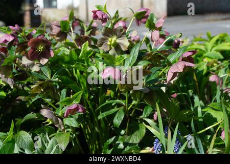 Maidenhead, Berkshire, Royaume-Uni. 1er avril 2024. Jolies fleurs printanières. C'était un jour de soleil et d'averses aujourd'hui le lundi de Pâques à Maidenhead, Berkshire. Crédit : Maureen McLean/Alamy Live News Banque D'Images