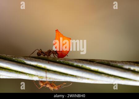 une fourmi tondeuse de feuilles diligente démontre sa force en transportant un pétale orange vif à travers un fil, une démonstration des merveilles de la nature Banque D'Images