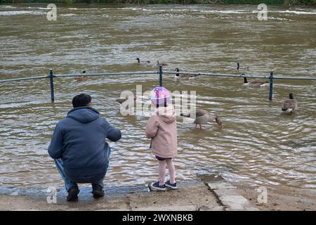 Maidenhead, Berkshire, Royaume-Uni. 1er avril 2024. Nourrir les canards et les oies dans la Tamise. C'était un jour de soleil et d'averses aujourd'hui le lundi de Pâques à Maidenhead, Berkshire. Crédit : Maureen McLean/Alamy Live News Banque D'Images