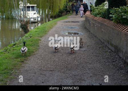 Cookham, Berkshire, Royaume-Uni. 1er avril 2024. Les canards colverts errent le long du Thames Path à Cookham, Berkshire. Crédit : Maureen McLean/Alamy Live News Banque D'Images