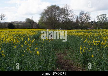 Cookham, Berkshire, Royaume-Uni. 1er avril 2024. Jolies fleurs jaunes sur des fleurs d'huile de colza dans un champ dans le village de Cookham, Berkshire. Crédit : Maureen McLean/Alamy Live News Banque D'Images