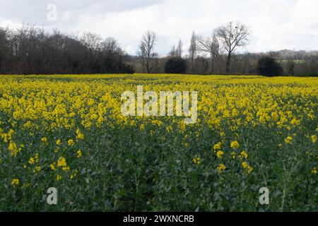 Cookham, Berkshire, Royaume-Uni. 1er avril 2024. Jolies fleurs jaunes sur des fleurs d'huile de colza dans un champ dans le village de Cookham, Berkshire. Crédit : Maureen McLean/Alamy Live News Banque D'Images