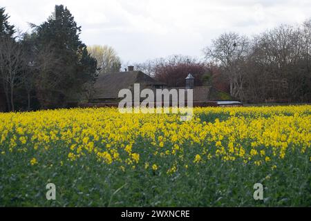 Cookham, Berkshire, Royaume-Uni. 1er avril 2024. Jolies fleurs jaunes sur des fleurs d'huile de colza dans un champ dans le village de Cookham, Berkshire. Crédit : Maureen McLean/Alamy Live News Banque D'Images