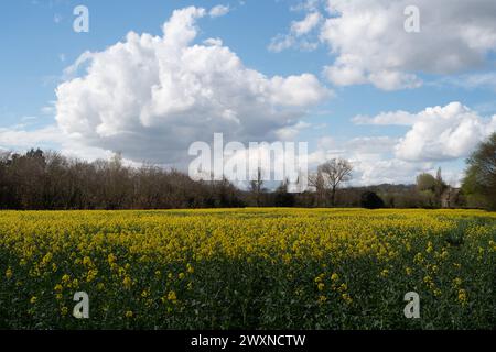 Cookham, Berkshire, Royaume-Uni. 1er avril 2024. Jolies fleurs jaunes sur des fleurs d'huile de colza dans un champ dans le village de Cookham, Berkshire. Crédit : Maureen McLean/Alamy Live News Banque D'Images