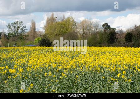 Cookham, Berkshire, Royaume-Uni. 1er avril 2024. Jolies fleurs jaunes sur des fleurs d'huile de colza dans un champ dans le village de Cookham, Berkshire. Crédit : Maureen McLean/Alamy Live News Banque D'Images