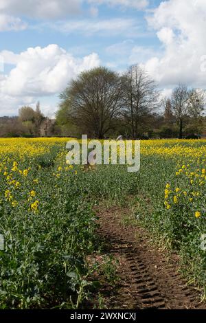 Cookham, Berkshire, Royaume-Uni. 1er avril 2024. Jolies fleurs jaunes sur des fleurs d'huile de colza dans un champ dans le village de Cookham, Berkshire. Crédit : Maureen McLean/Alamy Live News Banque D'Images