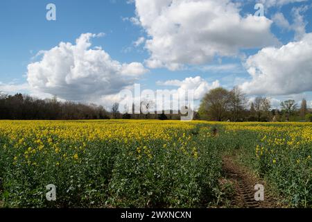 Cookham, Berkshire, Royaume-Uni. 1er avril 2024. Jolies fleurs jaunes sur des fleurs d'huile de colza dans un champ dans le village de Cookham, Berkshire. Crédit : Maureen McLean/Alamy Live News Banque D'Images