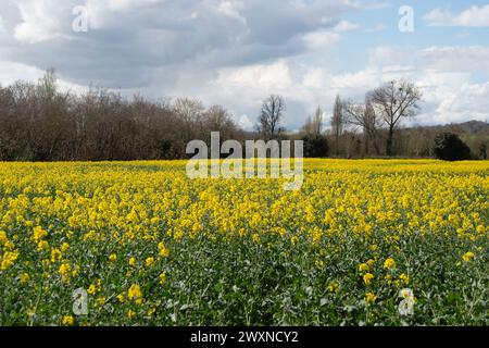 Cookham, Berkshire, Royaume-Uni. 1er avril 2024. Jolies fleurs jaunes sur des fleurs d'huile de colza dans un champ dans le village de Cookham, Berkshire. Crédit : Maureen McLean/Alamy Live News Banque D'Images