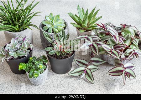 Maison plantes variete - sansevieria, peperomia rosso, tradescantia sur fond gris, concept de jardin intérieur Banque D'Images