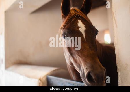 Portrait de cheval arabe brun en regardant stable à la caméra. Banque D'Images