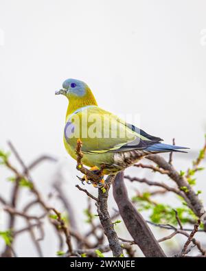 Un pigeon vert à pieds jaunes reposant au sommet de l'arbre Banque D'Images