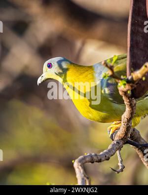 Un pigeon vert à pied jaune reposant sur un arbre Banque D'Images