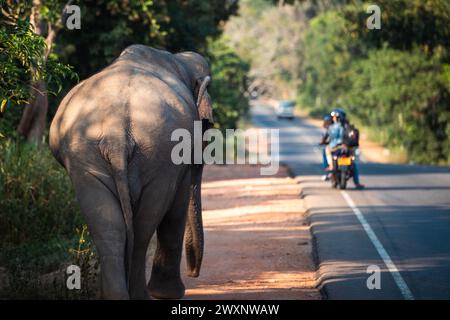 Vue arrière de l'éléphant sauvage marchant le long de la route principale. Habarana au Sri Lanka. Banque D'Images