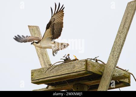 osprey sur Daughin Island Alabama Banque D'Images