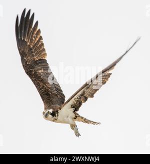 osprey sur Daughin Island Alabama Banque D'Images