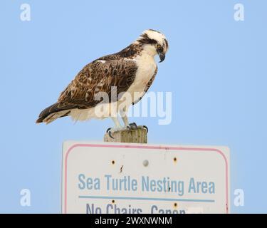 osprey sur Daughin Island Alabama Banque D'Images