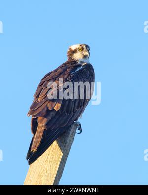 osprey sur Daughin Island Alabama Banque D'Images