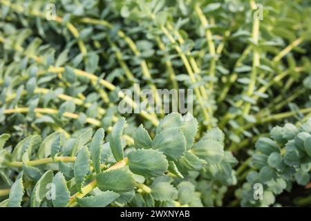 Rhodiola rosea, racine dorée, racine de rose, roseroot Banque D'Images