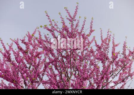 Cercis siliquastrum ou Judas tree, pianta con fiori rosa intenso in primavera. Banque D'Images