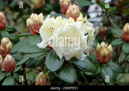 Crème blanche Rhododendron «Rothenburg» en fleur. Banque D'Images