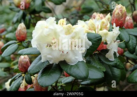 Crème blanche Rhododendron «Rothenburg» en fleur. Banque D'Images