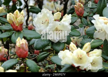 Crème blanche Rhododendron «Rothenburg» en fleur. Banque D'Images