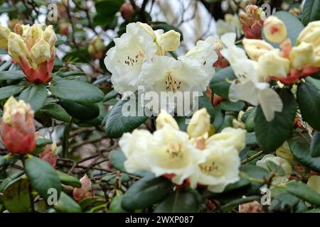 Crème blanche Rhododendron «Rothenburg» en fleur. Banque D'Images