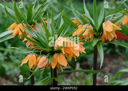 Orange Fritillaria imperialis, couronne impériale, fritillaire impériale ou couronne de Kaiser «Aurora» en fleur. Banque D'Images