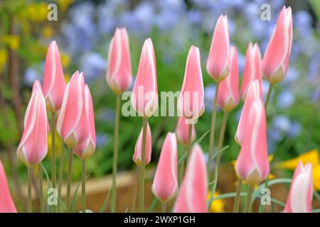 Rose et blanc délicat Tulipa clusiana «Lady Jane» en fleur Banque D'Images