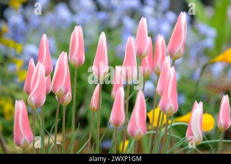 Rose et blanc délicat Tulipa clusiana «Lady Jane» en fleur Banque D'Images