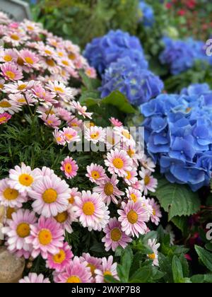 Quelques fleurs colorées décorent le rebord de la fenêtre Banque D'Images