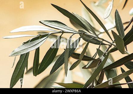 Feuilles d'un olivier (Olea europaea) sur fond naturel Banque D'Images