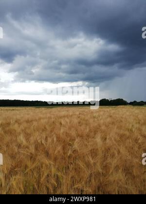 Ciel spectaculaire au-dessus des champs : champ de maïs devant l'approche du front de mer, Allemagne, Schwalmtal Banque D'Images