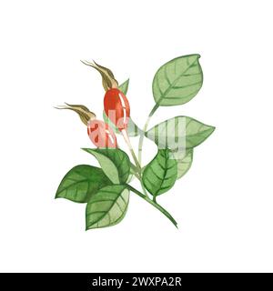 Un brin de hanches roses rouges et de feuilles de hanches roses dessinées à l'aquarelle sur un fond blanc. Convient pour l'impression sur tissu et papier, textiles, design. Banque D'Images
