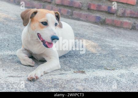 Un jeune chien de race créole repose sur le sol par une journée d'été ensoleillée, image avec espace pour le texte Banque D'Images